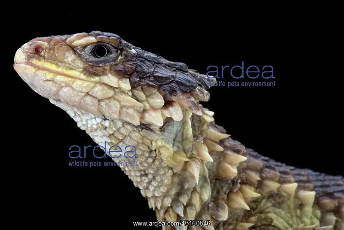: Portrait of Sungazer (Smaug giganteus) on black : Portrait of Sungazer (Smaug giganteus) on black