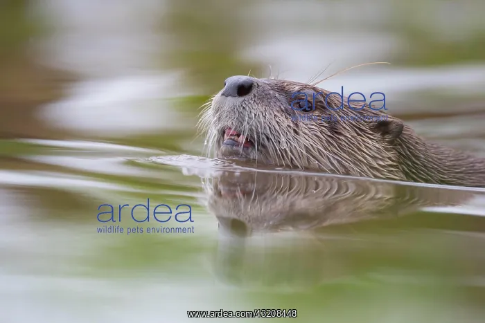 : Portrait of a swimming european otter (Lutra lutra) : Portrait of a swimming european otter (Lutra lutra)
