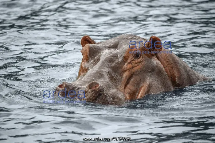 : Portrait of a swimming hippo seen at the Murchison Falls National Park in Uganda : Portrait of a swimming hippo seen at the Murchison Falls National Park in Uganda