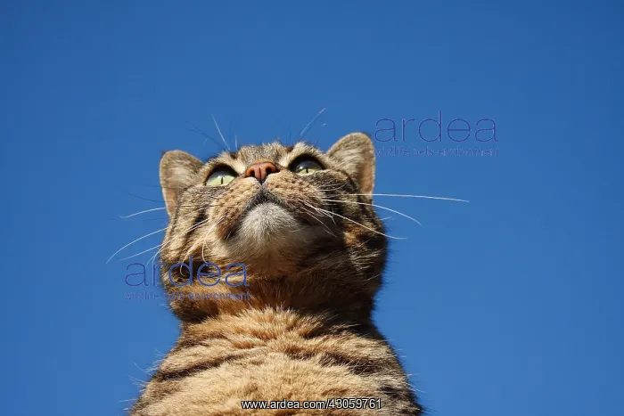 : Portrait of a tabby brown Cat on a blue sky France : Portrait of a tabby brown Cat on a blue sky France