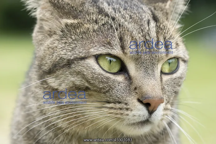  : Portrait of Tabby Cat