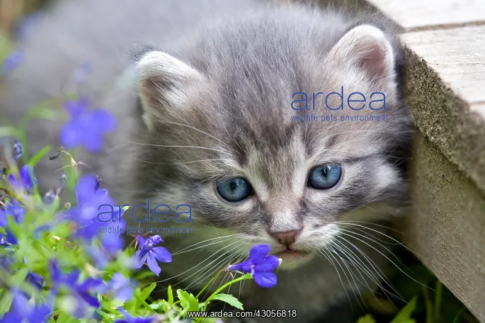 : Portrait of a Tabby kitten in flowers Oberbruck France : Portrait of a Tabby kitten in flowers Oberbruck France