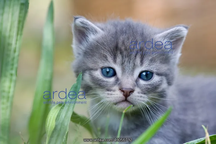 : Portrait of a Tabby kitten in the grass Oberbruck France : Portrait of a Tabby kitten in the grass Oberbruck France