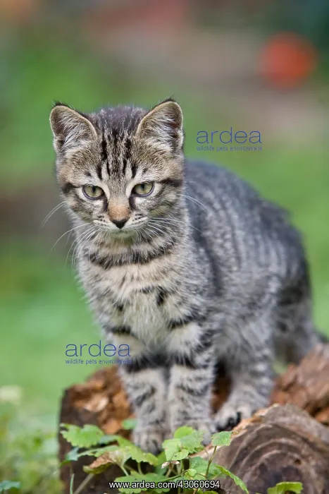 : Portrait of a Tabby Kitten sitting on a stump Oberbruck : Portrait of a Tabby Kitten sitting on a stump Oberbruck