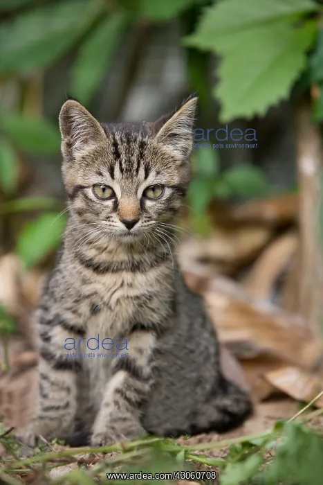 : Portrait of Tabby kitten sitting in the sun Oberbruck : Portrait of Tabby kitten sitting in the sun Oberbruck