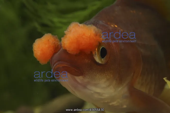 : Portrait of tail fan brown to red pompom Goldfish : Portrait of tail fan brown to red pompom Goldfish