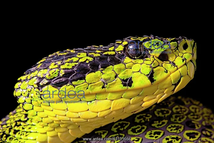 : Portrait of Talamancan palm-pitvipers (Bothriechis : Portrait of Talamancan palm-pitvipers (Bothriechis