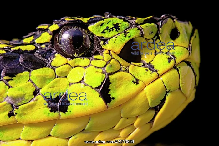 : Portrait of Talamancan palm-pitvipers (Bothriechis : Portrait of Talamancan palm-pitvipers (Bothriechis