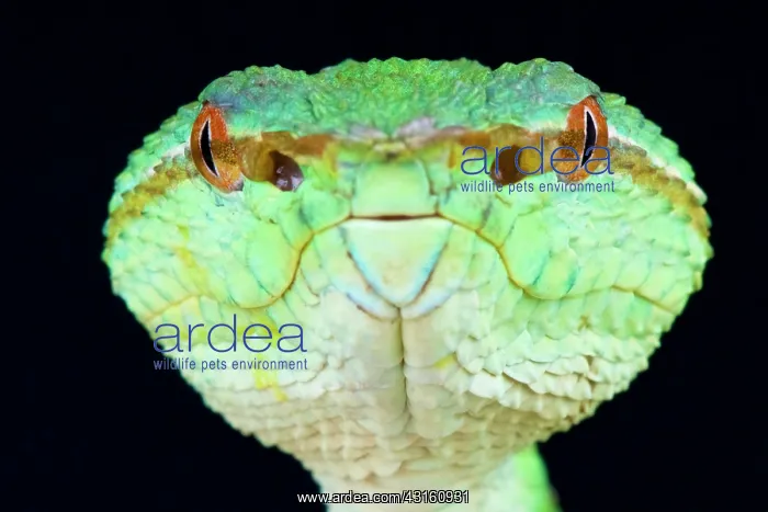 : Portrait of Temple viper Kalimantan (Tropidolaemus : Portrait of Temple viper Kalimantan (Tropidolaemus