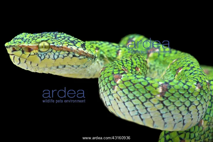 : Portrait of Temple viper lowland (Tropidolaemus : Portrait of Temple viper lowland (Tropidolaemus
