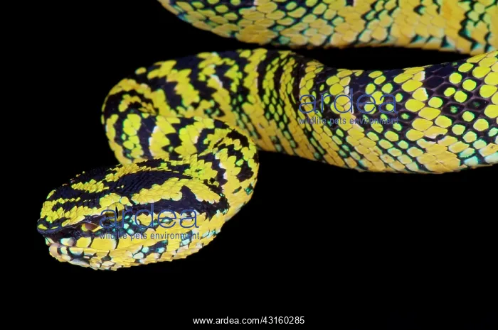 : Portrait of Temple viper (Tropidolaemus wagleri) : Portrait of Temple viper (Tropidolaemus wagleri)