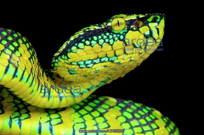 : Portrait of Temple viper (Tropidolaemus wagleri) : Portrait of Temple viper (Tropidolaemus wagleri)