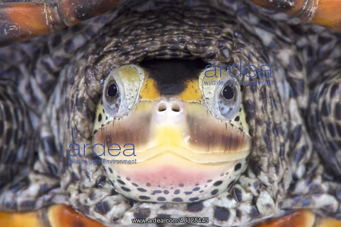 : Portrait of Texas Diamondback terrapin (Malaclemys : Portrait of Texas Diamondback terrapin (Malaclemys