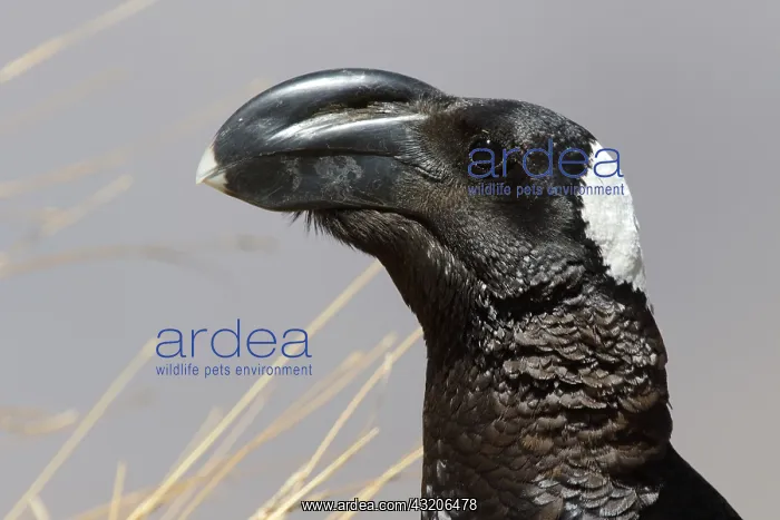 : Portrait of Thick-billed Raven (Corvus crassirostris) : Portrait of Thick-billed Raven (Corvus crassirostris)