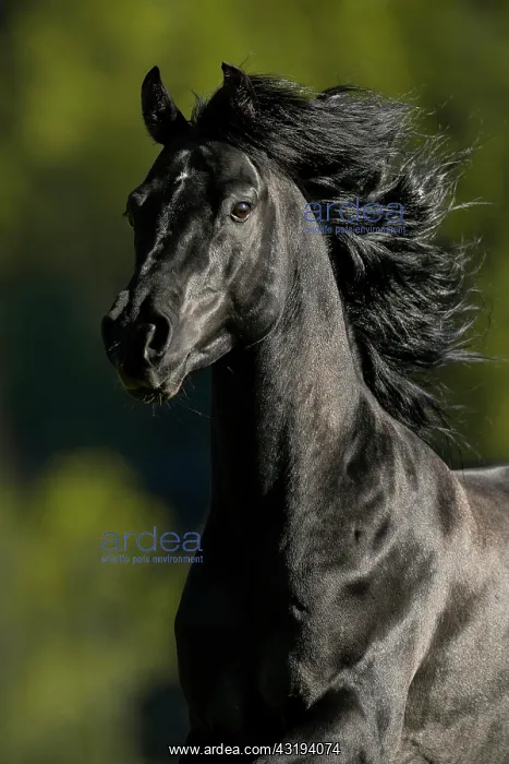 : Portrait of a thoroughbred Arabian black stallion : Portrait of a thoroughbred Arabian black stallion