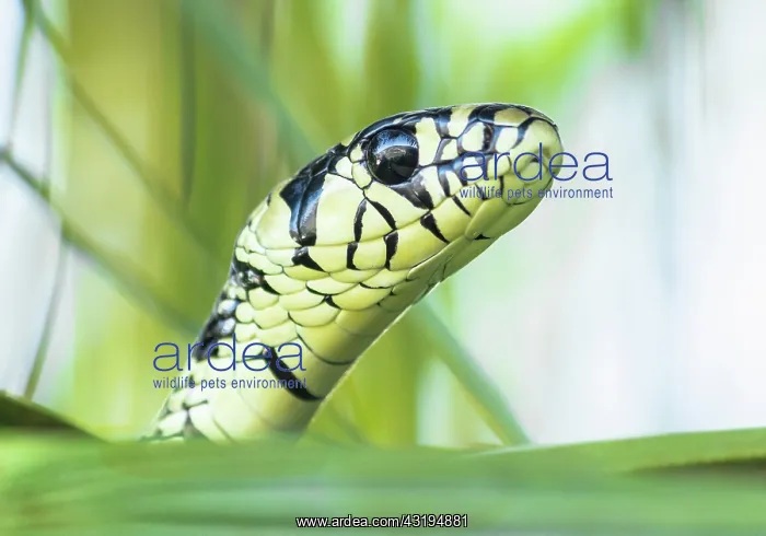 : Portrait of tiger snake (Spilotes pullatus) in the : Portrait of tiger snake (Spilotes pullatus) in the