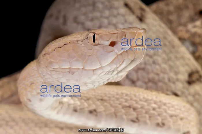 : Portrait of Tokara habu (Trimeresurus tokarensis) : Portrait of Tokara habu (Trimeresurus tokarensis)