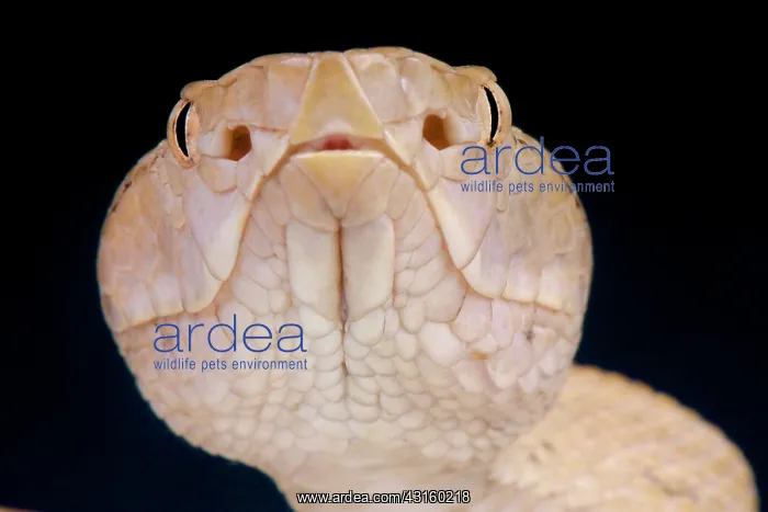 : Portrait of Tokara habu (Trimeresurus tokarensis) : Portrait of Tokara habu (Trimeresurus tokarensis)