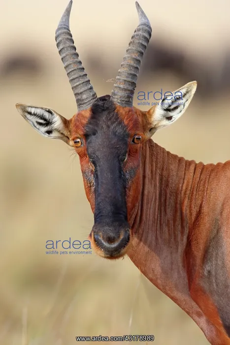 : Topi. Portrait of a Topi (Damaliscus korrigum) : Topi. Portrait of a Topi (Damaliscus korrigum)