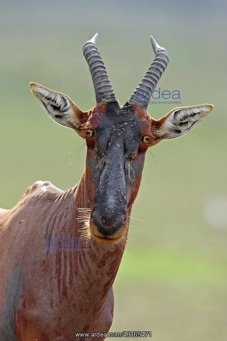 : Topi. Portrait of a Topi (Damaliscus korrigum) looking at the camera : Topi. Portrait of a Topi (Damaliscus korrigum) looking at the camera