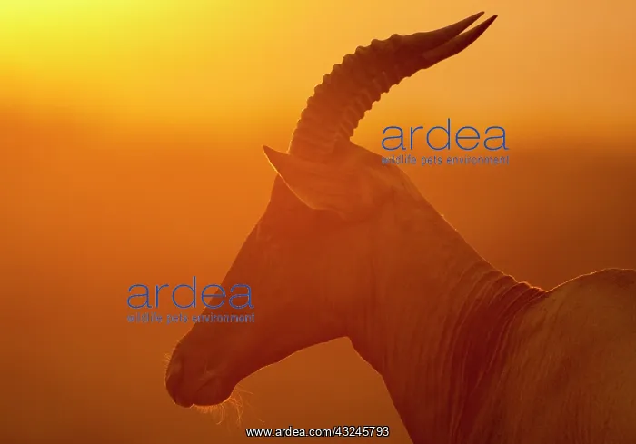: Portrait of Topi ( Damaliscus lunatus ) at sunset : Portrait of Topi ( Damaliscus lunatus ) at sunset