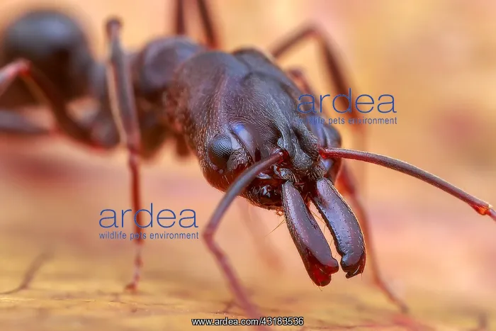 : Portrait of a Trap-jaw ant (Odontomachus simillimus) : Portrait of a Trap-jaw ant (Odontomachus simillimus)