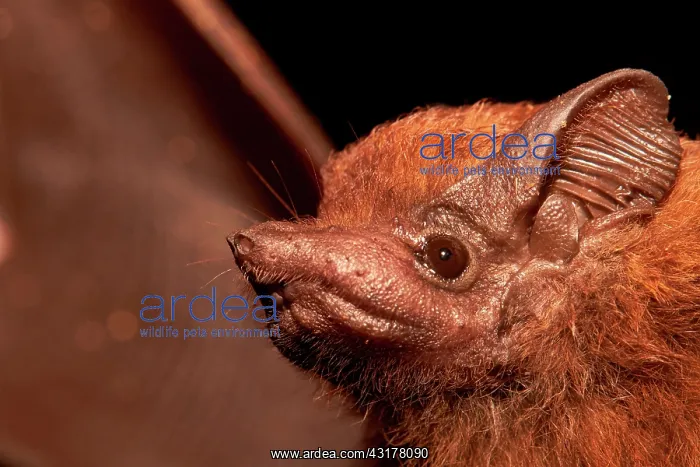 : Portrait of tropical Bat - Kourou - French Guiana : Portrait of tropical Bat - Kourou - French Guiana