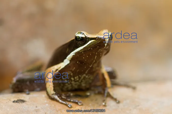 : Portrait of the tropical frog : Portrait of the tropical frog
