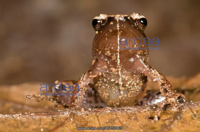 : Portrait of a tropical frog : Portrait of a tropical frog