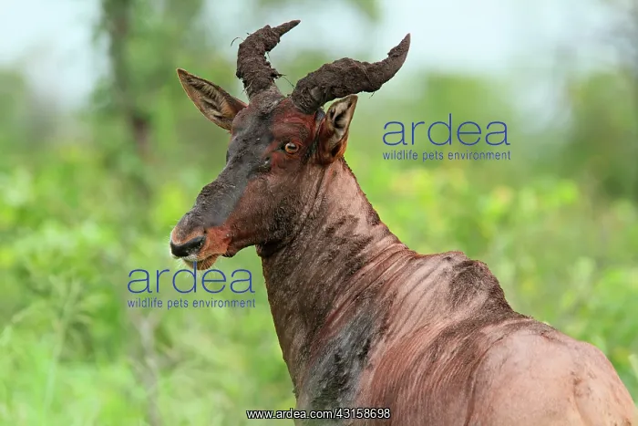 : Topi. Portrait of a Tsessebe (Damaliscus lunatus) adult : Topi. Portrait of a Tsessebe (Damaliscus lunatus) adult