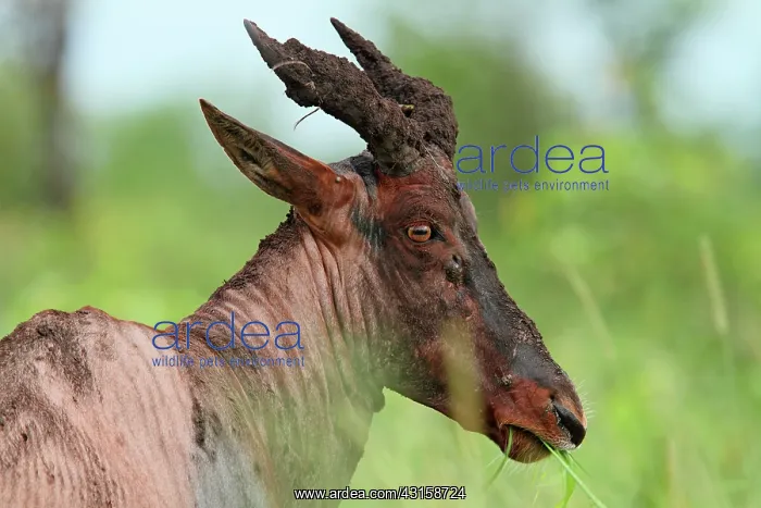 : Topi. Portrait of a Tsessebe (Damaliscus lunatus) eating grass : Topi. Portrait of a Tsessebe (Damaliscus lunatus) eating grass