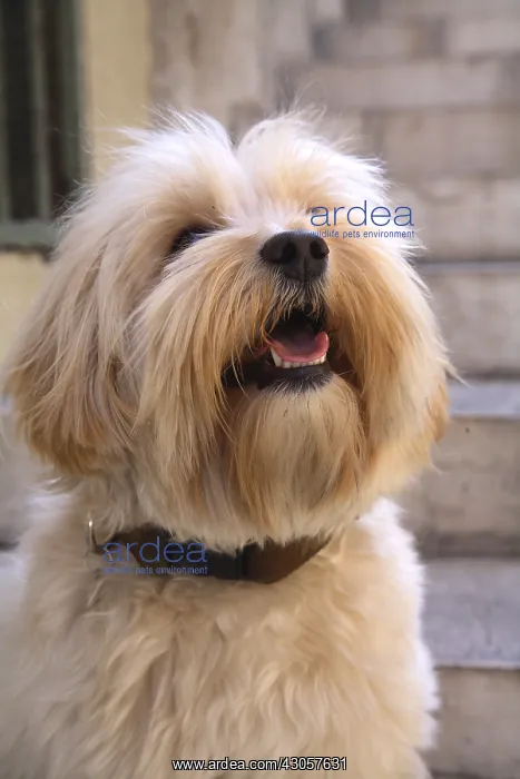 : Portrait of Tulear Coton France : Portrait of Tulear Coton France