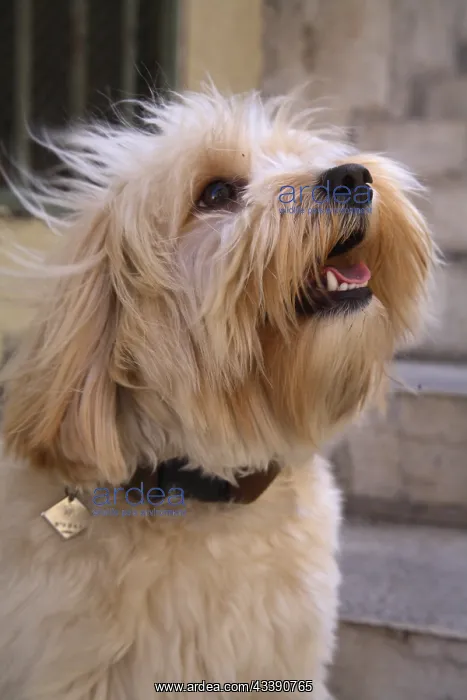 : Portrait of Tulear Coton France : Portrait of Tulear Coton France