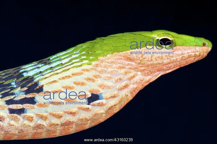 : Portrait of Twig snake (Thelotornis kirtlandii) : Portrait of Twig snake (Thelotornis kirtlandii)