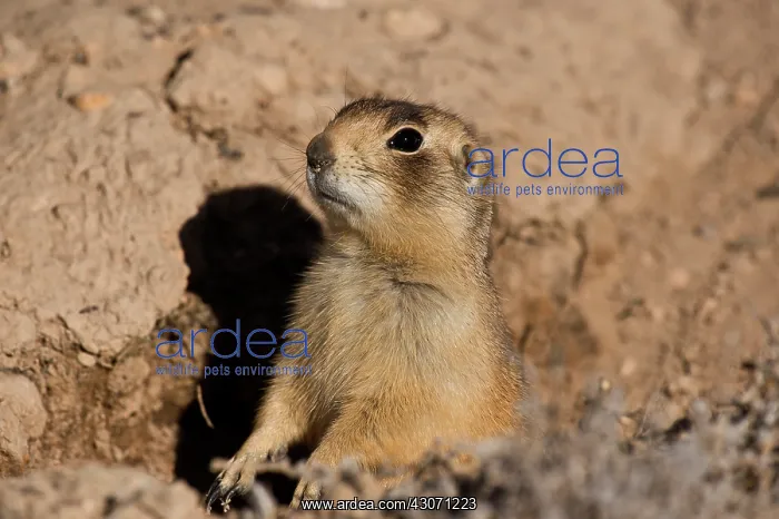 : Portrait of Utah prairie dog (Cynomys parvidens) : Portrait of Utah prairie dog (Cynomys parvidens)