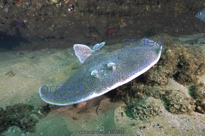  : Portrait of Variable gulf torpedo (Torpedo sinuspersici)