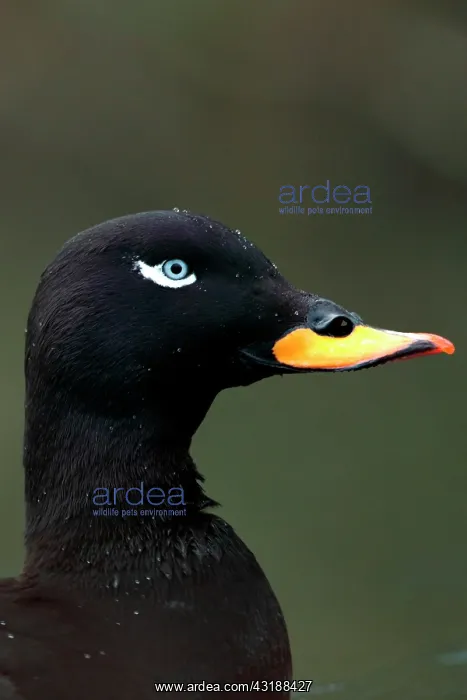 : Portrait of Velvet Scoter (Melanitta fusca), male : Portrait of Velvet Scoter (Melanitta fusca), male
