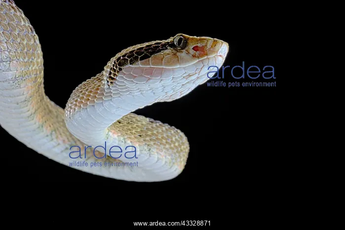: Portrait of Venezuela Lancehead (Bothrops venezuelensis) : Portrait of Venezuela Lancehead (Bothrops venezuelensis)