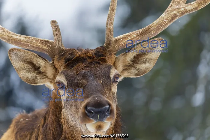 : Portrait of a Wapiti stag, Cervus canadensis : Portrait of a Wapiti stag, Cervus canadensis