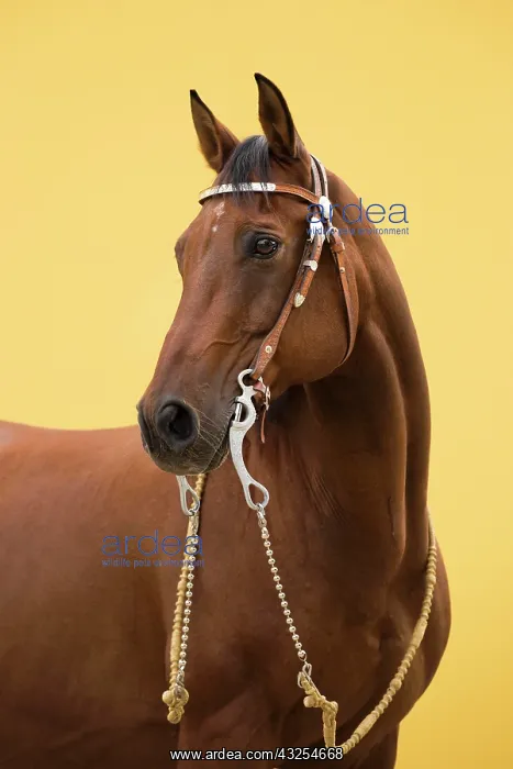 : Portrait Western riding horse : Portrait Western riding horse
