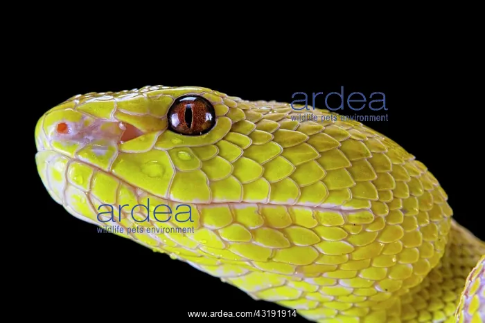 : Portrait of Wetar Pitviper (Trimeresurus insularis) : Portrait of Wetar Pitviper (Trimeresurus insularis)