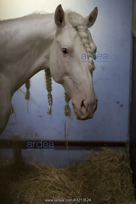 : Portrait of White Arab barbe stallion with mane braided : Portrait of White Arab barbe stallion with mane braided