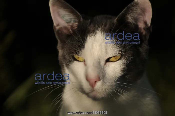 : Portrait of a white and blue male European cat France : Portrait of a white and blue male European cat France