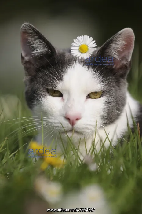 : Portrait of white and blue male European cat in a garden : Portrait of white and blue male European cat in a garden