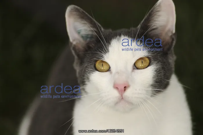 : Portrait of white and blue male European cat in a garden : Portrait of white and blue male European cat in a garden