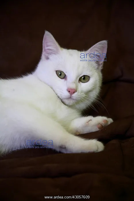 : Portrait of a white Cat France : Portrait of a white Cat France