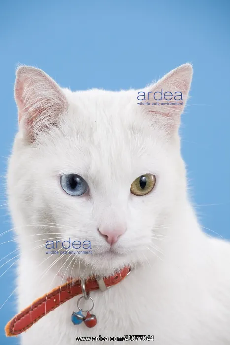 : Portrait of a white cat with minnow eyes : Portrait of a white cat with minnow eyes
