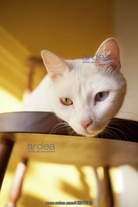 : Portrait of white cat with odd eyes - Brazil : Portrait of white cat with odd eyes - Brazil
