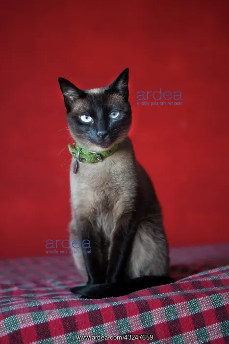 : Portrait of white cat with odd eyes - Brazil : Portrait of white cat with odd eyes - Brazil