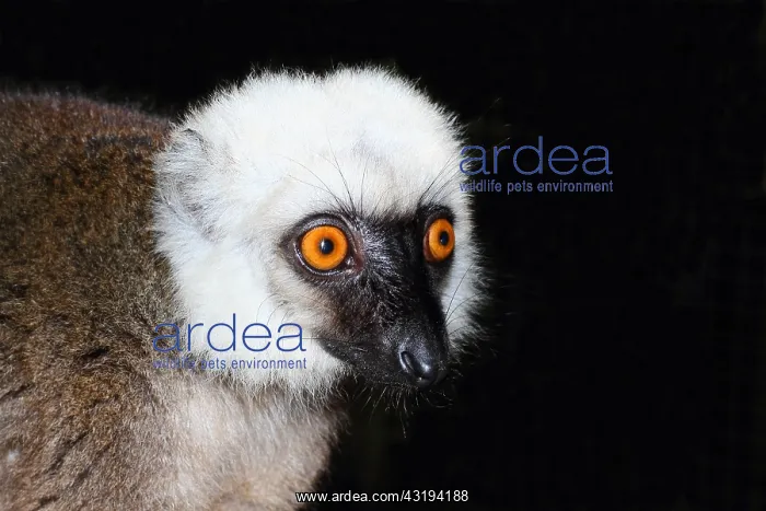 : Portrait of White-fronted brown lemur (Eulemur albifrons) : Portrait of White-fronted brown lemur (Eulemur albifrons)